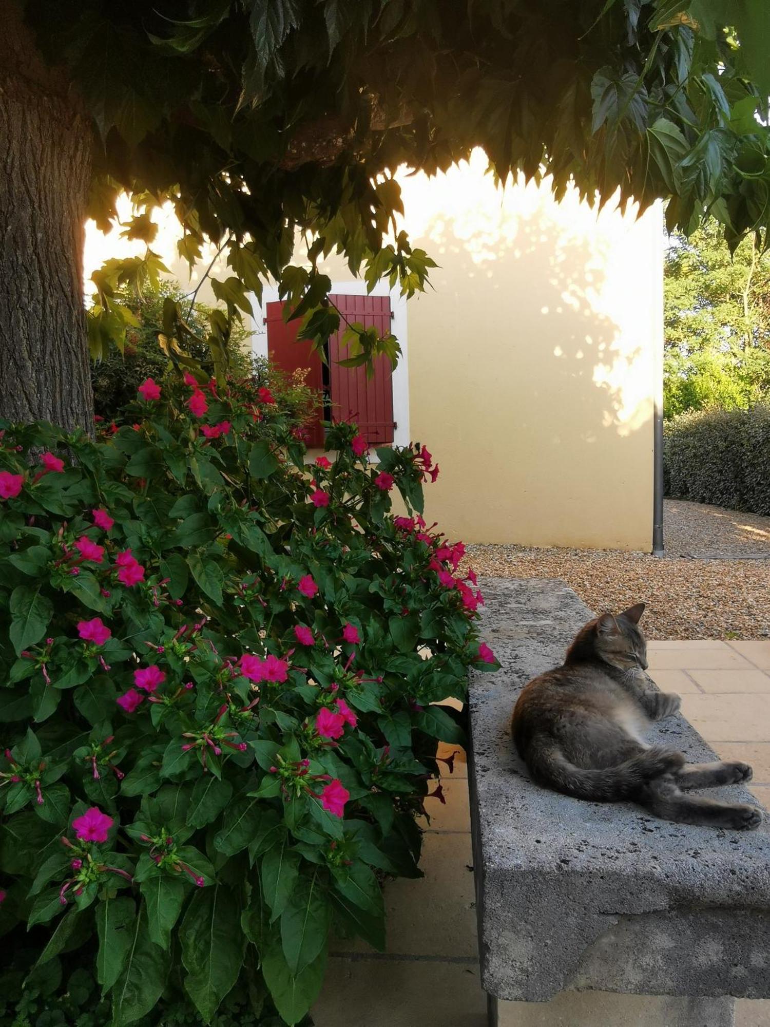 Bed and Breakfast Bastide Saint Bernard Ле-Тороне Экстерьер фото